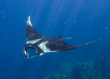 Archipelag Mergui: nurkowanie z mantami, rekinami wielorybimi i rekinami
