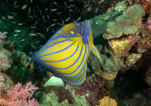 Rejs Discover Andaman