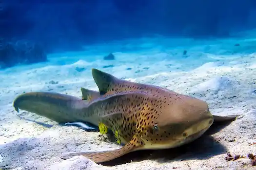 Rejs Discover Andaman