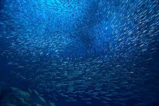 Rejs Andaman Safari