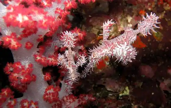 Rejs Andaman Safari