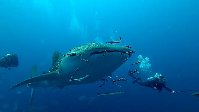 Rejs Andaman Safari