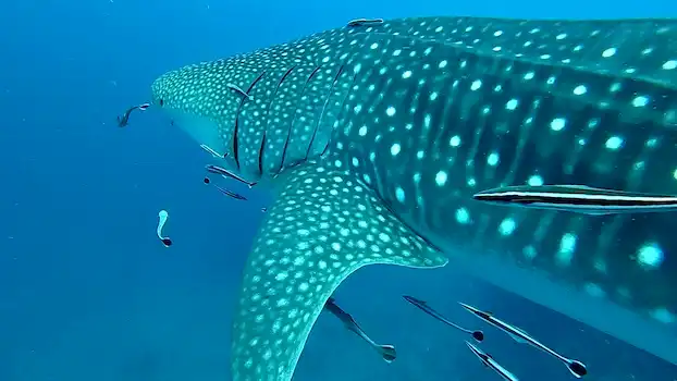 Rejs Wyspy Similan i Richelieu Rock
